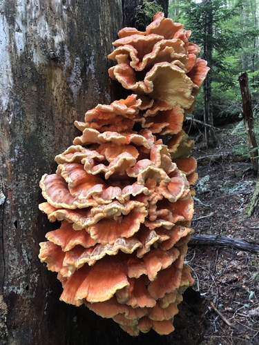 Conifer Chicken of the Woods