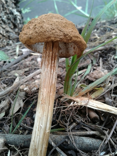 Sandy Stilt-puffball