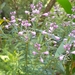 Comesperma esulifolium - Photo (c) Reece Taverner, όλα τα δικαιώματα διατηρούνται, uploaded by Reece Taverner