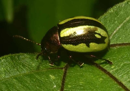 Lista de comprobación de Santa María Alotepec · iNaturalist Mexico