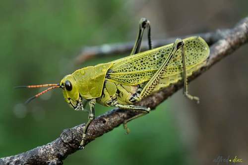 Romalea picticornis
