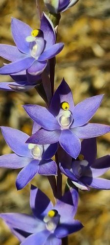Thelymitra graminea Lindl.