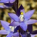Shy Sun Orchid - Photo (c) Michael Warren, all rights reserved, uploaded by Michael Warren