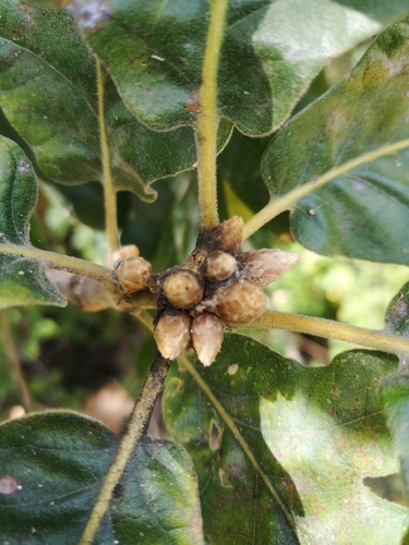 Pyrenean Oak