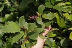Gaultheria erecta image
