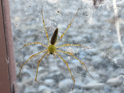 iNaturalist observation photo of Green Lynx Spider