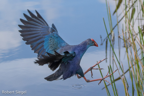 Gray-headed Swamphen