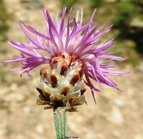 Centaurea alba L.