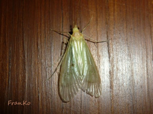 Leptonema