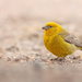 Greater Yellow-Finch - Photo (c) Valentín Gonzalez Feltrup, all rights reserved, uploaded by Valentín Gonzalez Feltrup