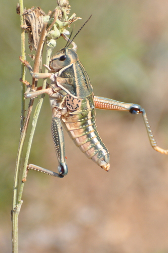 Plains Lubber Grasshopper