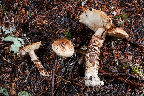 Section Matsutake · iNaturalist