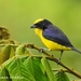 Thick-billed Euphonia - Photo (c) Esteban Poveda, all rights reserved, uploaded by Esteban Poveda