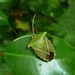 Edessa olivacea - Photo (c) Francisco Ramírez Palacios, todos los derechos reservados, subido por Francisco Ramírez Palacios