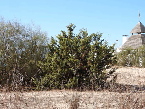 large-fruited juniper