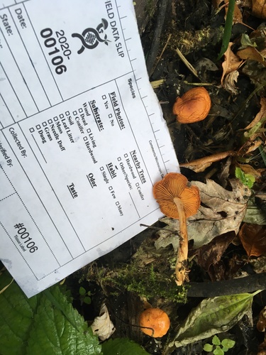 Gymnopilus