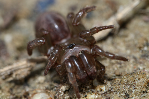 Purseweb Spider