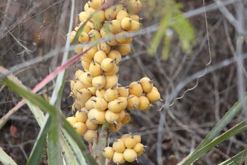 piñuela