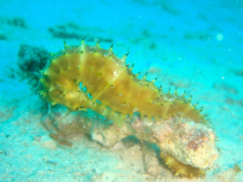 Spiny Seahorse — seen at this dive site