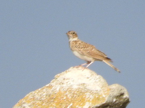 Calandra Lark