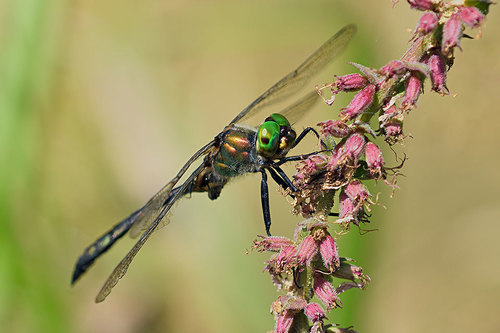 Brilliant Emerald