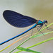 Beautiful Demoiselle - Photo (c) Alexandro Minicò, all rights reserved, uploaded by Alexandro Minicò