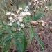 Vernonia polysphaera - Photo (c) Sandro Von Matter, todos los derechos reservados, uploaded by Sandro Von Matter