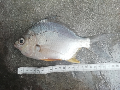 Peruvian Mojarra