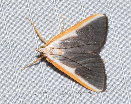 Pylartes subcostalis Walker, 1863