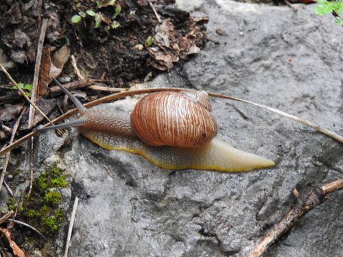 Humboldtiana nuevoleonis