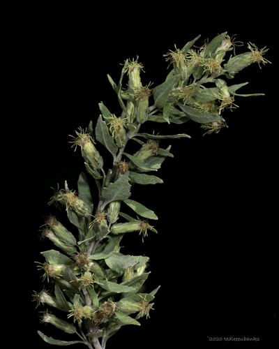 Brickellia dentata