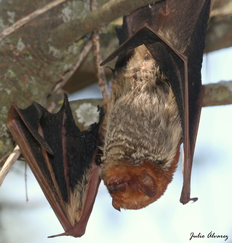 Western red bat