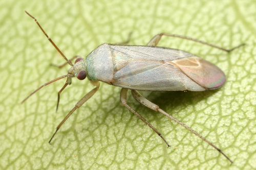 Placochilus seladonicus (Fallen, 1807)