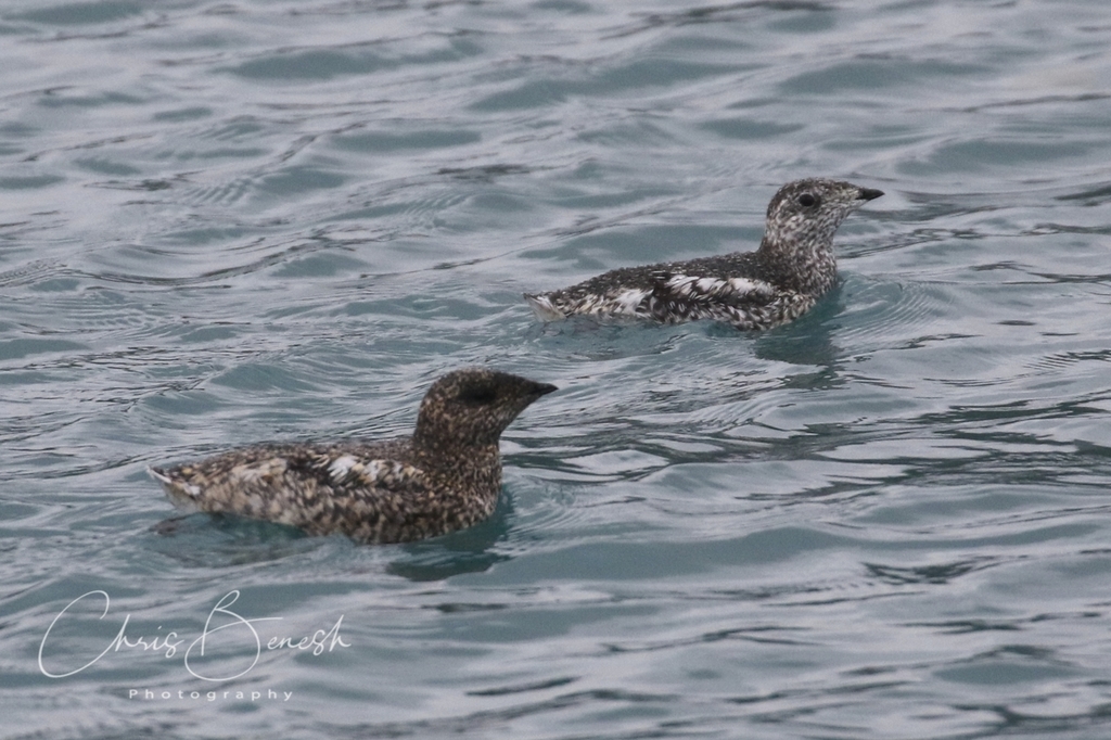 Kittlitz's Murrelet photo