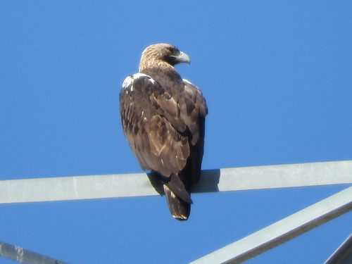 Spanish Eagle