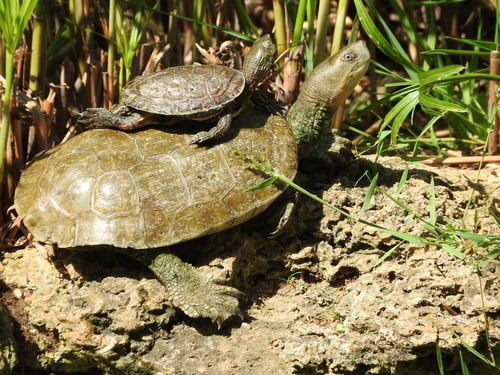 Mediterranean Turtle