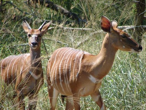 Nyala (African Plains (Session 2)) · iNaturalist