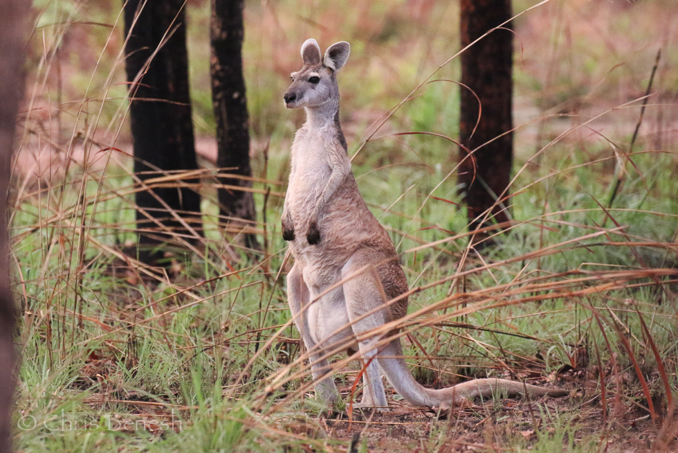 antilopine kangaroo