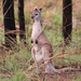 Antilopine Wallaroo - Photo (c) Chris Benesh, all rights reserved, uploaded by Chris Benesh