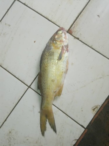 Lesser African Threadfin