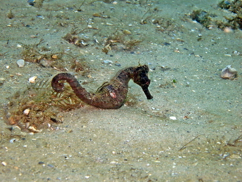 Northern Seahorse