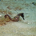 Observation photo