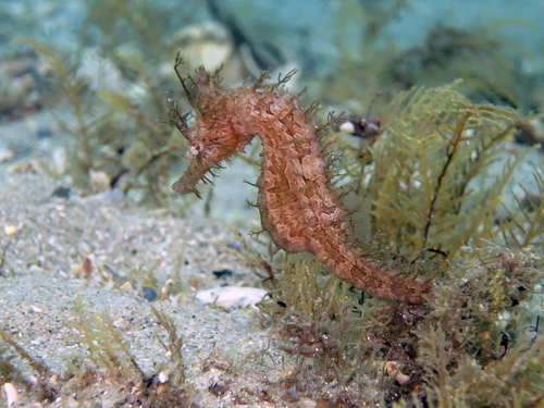 Northern Seahorse
