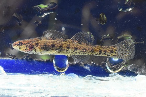 Swamp Darter (Etheostoma fusiforme) · iNaturalist