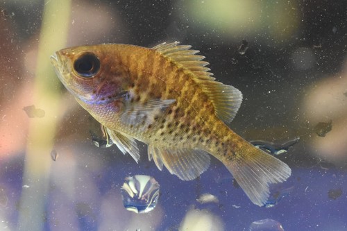 Spotted Sunfish
