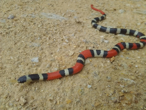 Michoacán Ground Snake