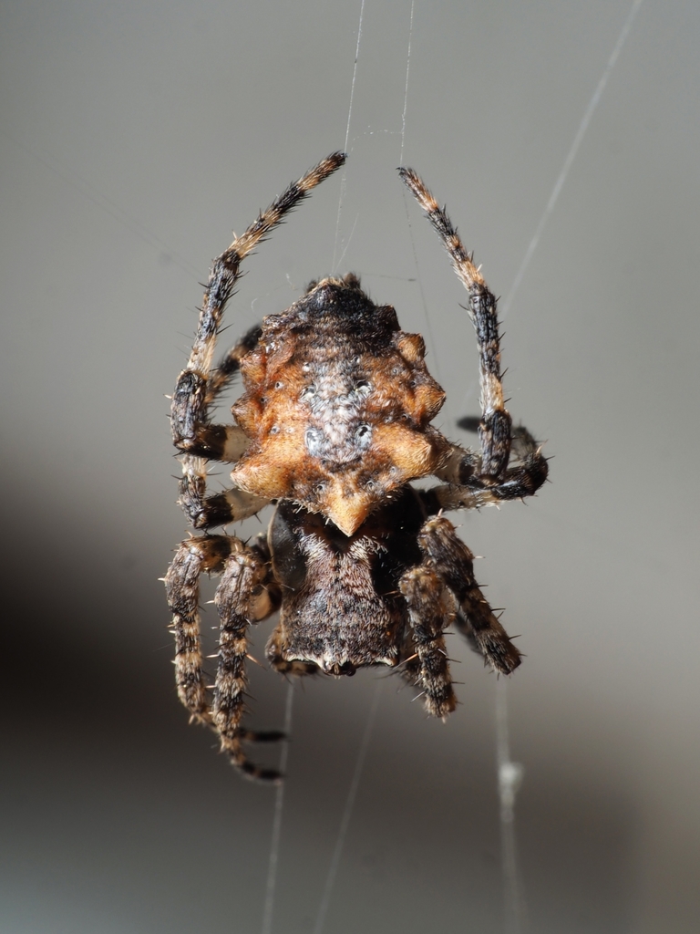Brown spider with spikes - Acanthepeira 