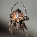 Cherokee Orbweaver - Photo (c) Danielle Siddle, all rights reserved, uploaded by Danielle Siddle