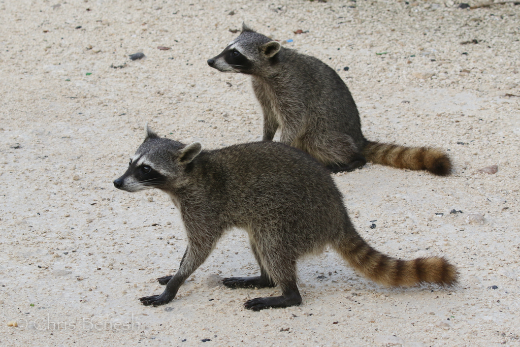 Mapache de Cozumel (Procyon pygmaeus) · NaturaLista Colombia