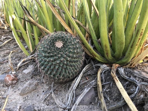 Mammillaria grusonii